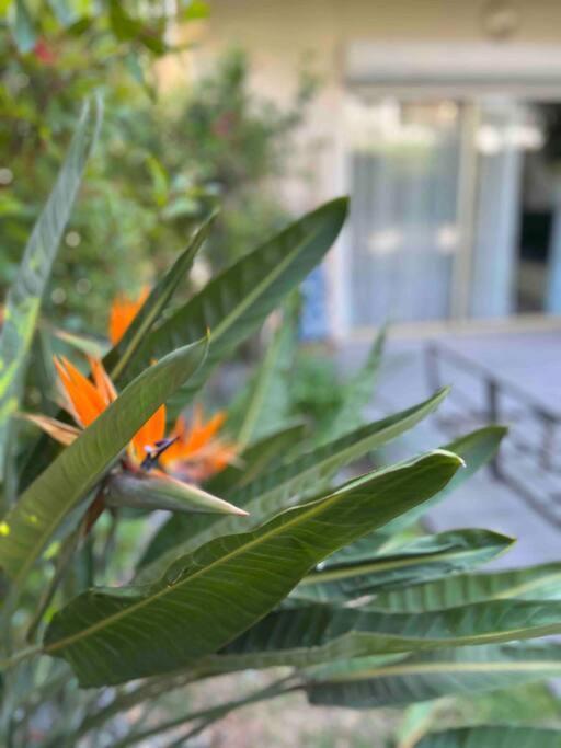 Le Cosy Garden: 4 Prs, Terrasse, Piscine Antibes