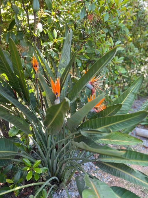 Le Cosy Garden: 4 Prs, Terrasse, Piscine Apartment Antibes
