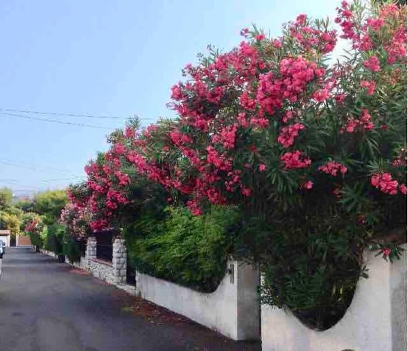 Proche Plages Juan Les Pins Petit Dans Apartamento