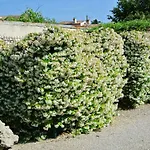 Villa \