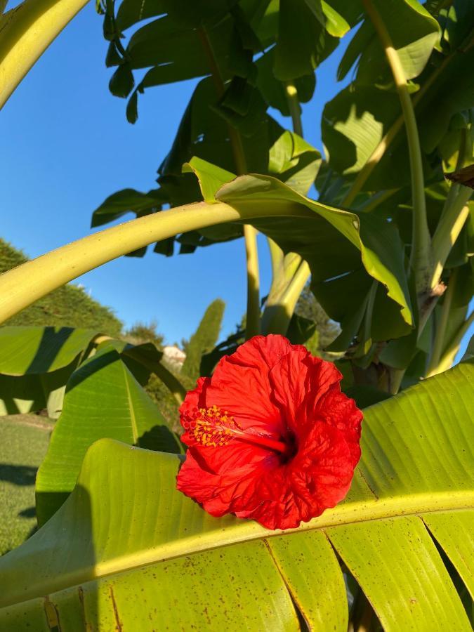 Hibiscus * Antibes