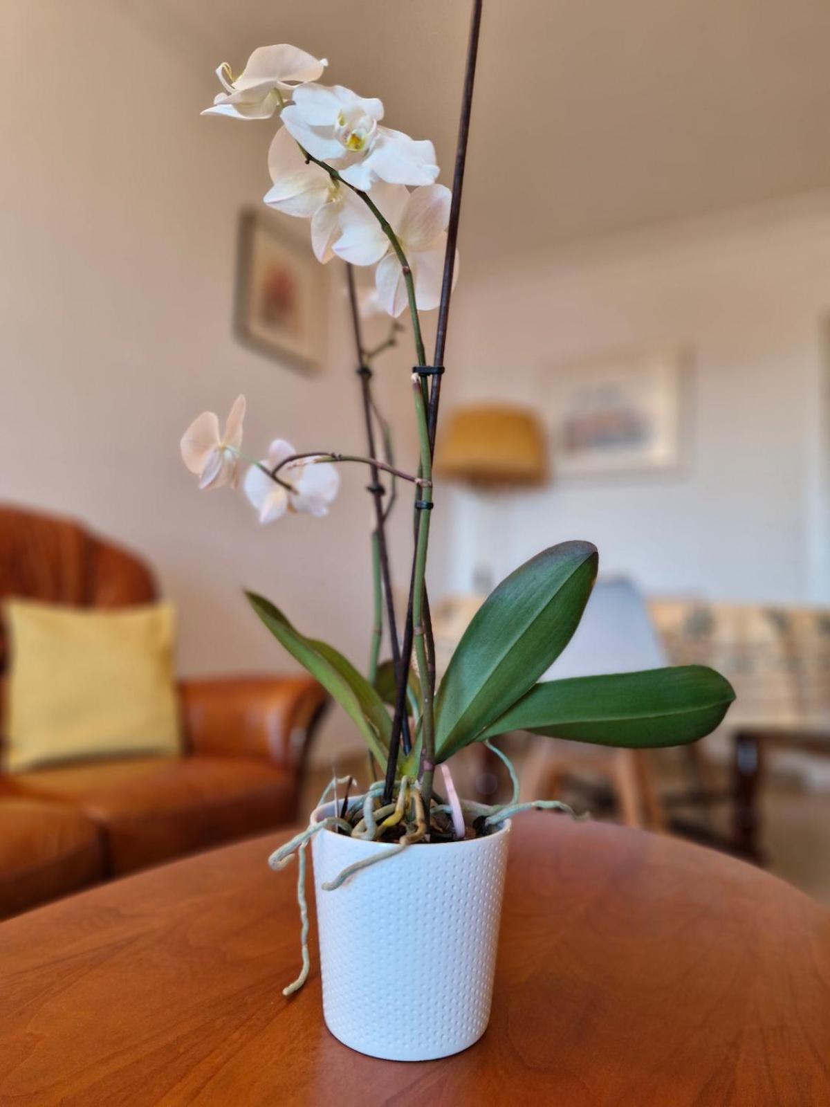 Apartamento Juan-les-pins Centre
