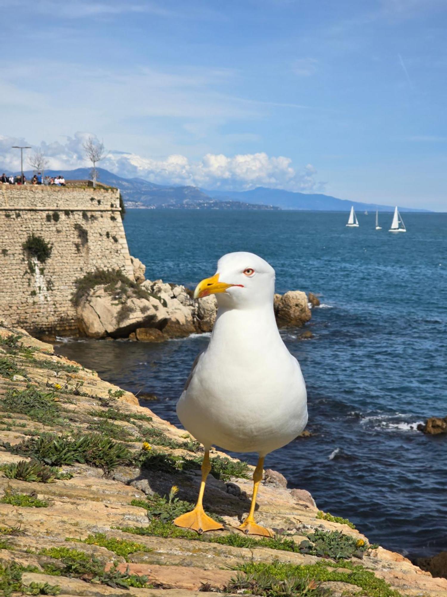 Devant La Antibes