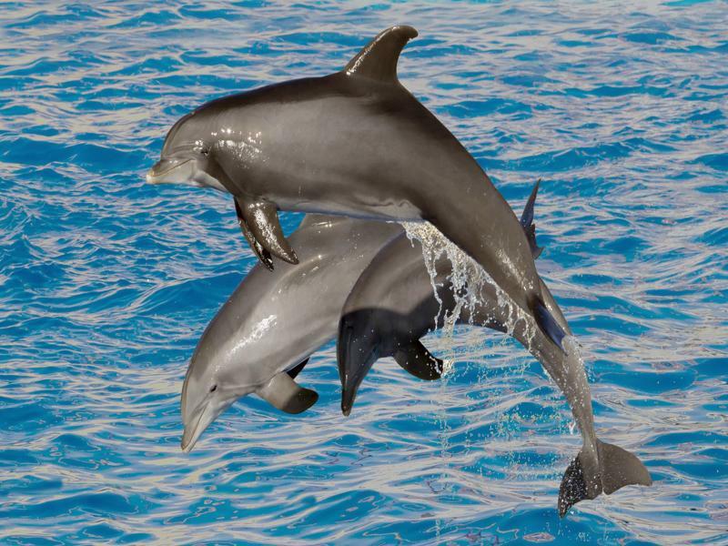 Hotel Marineland Antibes